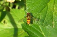 Episyrphus balteatus