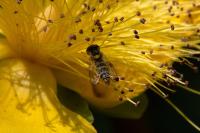 Sphaerophoria scripta