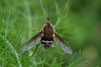 Bombylius cruciatus