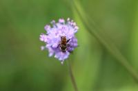Tropidia