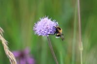 Volucella bombylans