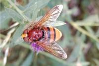 Volucella zonaria