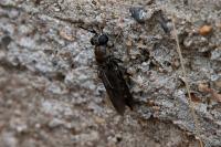 Hermetia illucens