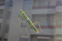 Mantis religiosa