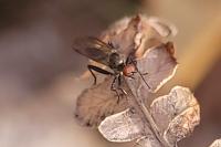 Hybos culiciformis