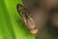 Opomyza florum