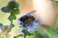 Tachina fera