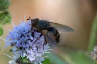 Tachina fera