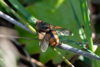Tachina fera