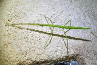 Clonopsis gallica