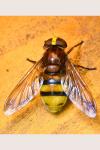 Volucella zonaria