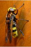 Volucella zonaria