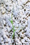 Clonopsis gallica
