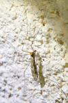Limonia nubeculosa
