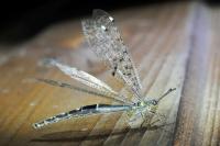 Distoleon tetragrammicus