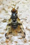 Otites porcus
