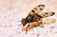 Otites porcus