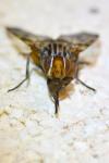 Otites porcus