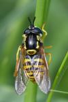 Chrysotoxum cautum