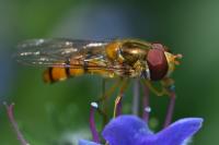 Episyrphus balteatus