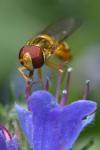 Episyrphus balteatus
