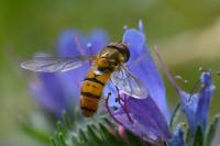 Episyrphus balteatus