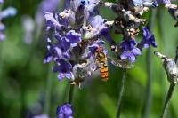 Episyrphus balteatus