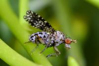 Trypetoptera punctulata