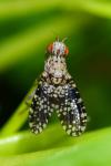 Trypetoptera punctulata