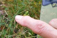 Mantis religiosa