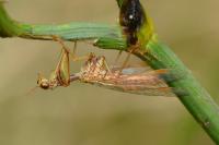 Mantispa styriaca