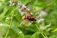 Volucella zonaria