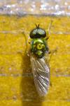 Chloromyia formosa