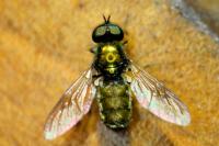 Chloromyia formosa