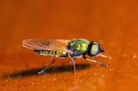 Chloromyia formosa