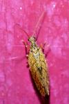 Micromus angulatus