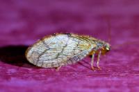 Micromus angulatus