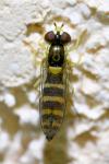 Sphaerophoria
