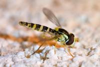 Sphaerophoria