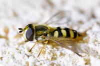 Eupeodes corollae