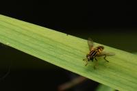 Helophilus pendulus