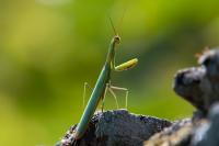 Mantis religiosa