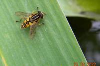 Helophilus