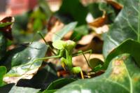 Mantis religiosa