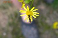 Sphaerophoria