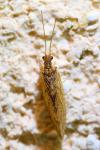 Micromus angulatus