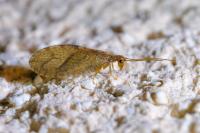 Micromus angulatus