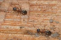 Dolichoderus quadripunctatus