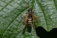 Polistes dominula