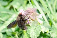 Xylocopa violacea